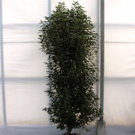 Prunus lusitanica 'Angustifolia' 200-225 half oktober leverbaar langere levertijd